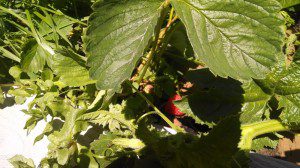 berries 1