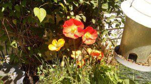poppies 1